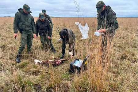 Temor en Corrientes: investigan la muerte de animales con mutilaciones